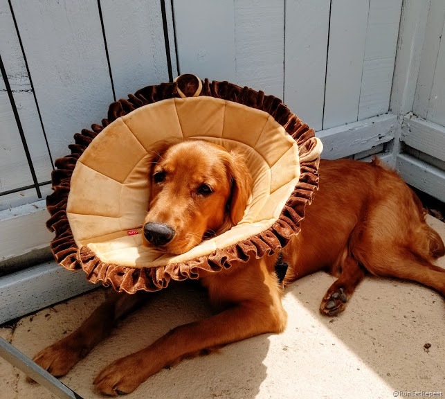 lion cone for dogs