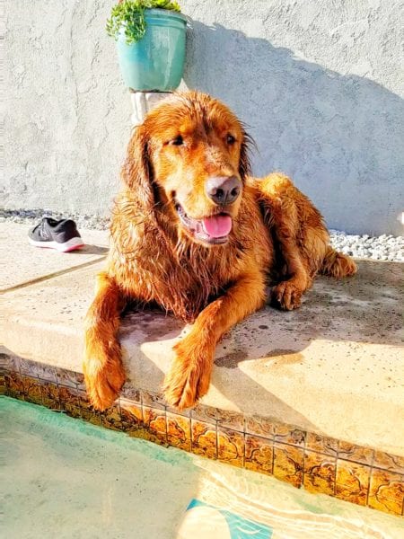 golden retriever almost drowned pool