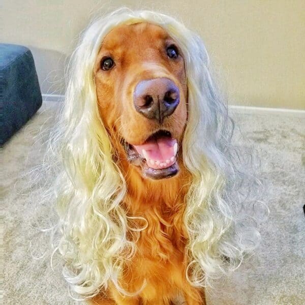 Running Podcast 131 dog wig