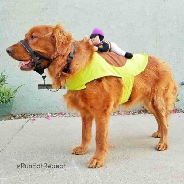 Best Golden Retriever costumes @RunEatRepeat (1)