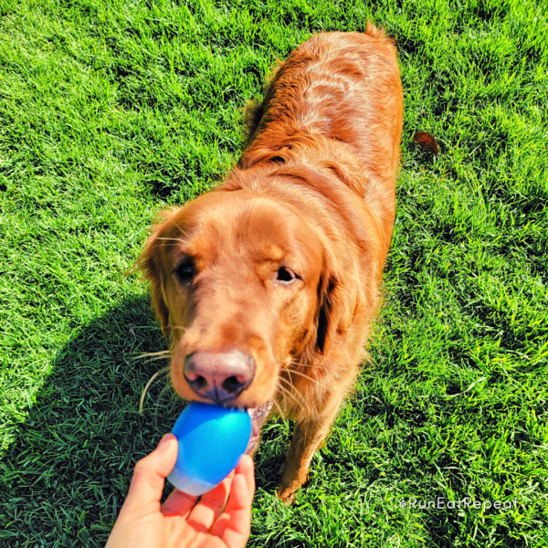 Beautiful Golden Retriever Egg