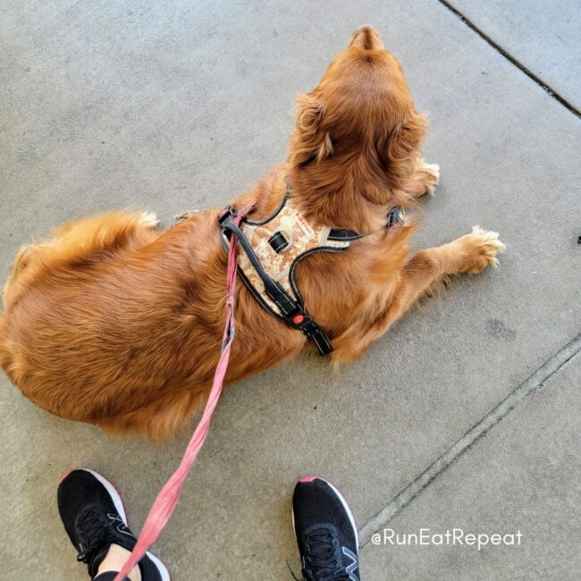 Different Running Shoes for Different Runs? Run Eat Repeat